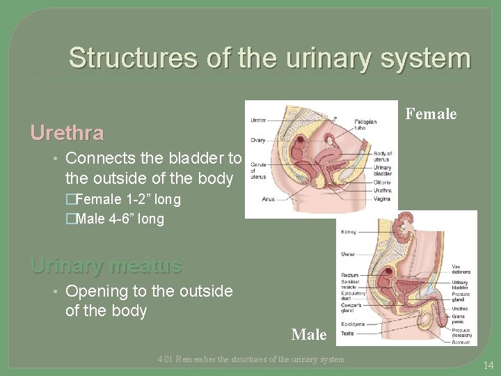 Structures of the urinary system Female Urethra • Connects the bladder to the outside