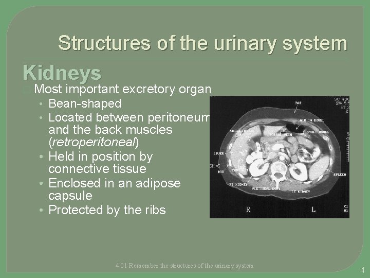 Structures of the urinary system Kidneys � Most • • • important excretory organ