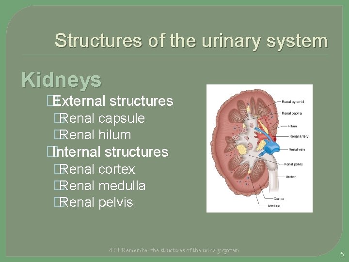 Structures of the urinary system Kidneys � External structures �Renal capsule �Renal hilum �