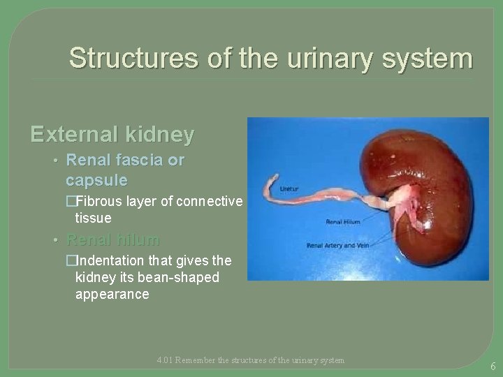 Structures of the urinary system External kidney • Renal fascia or capsule �Fibrous layer