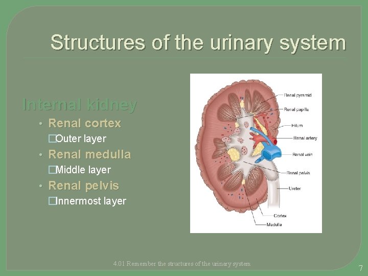 Structures of the urinary system Internal kidney • Renal cortex �Outer layer • Renal