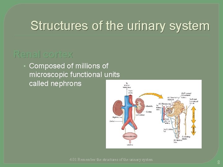 Structures of the urinary system Renal cortex • Composed of millions of microscopic functional
