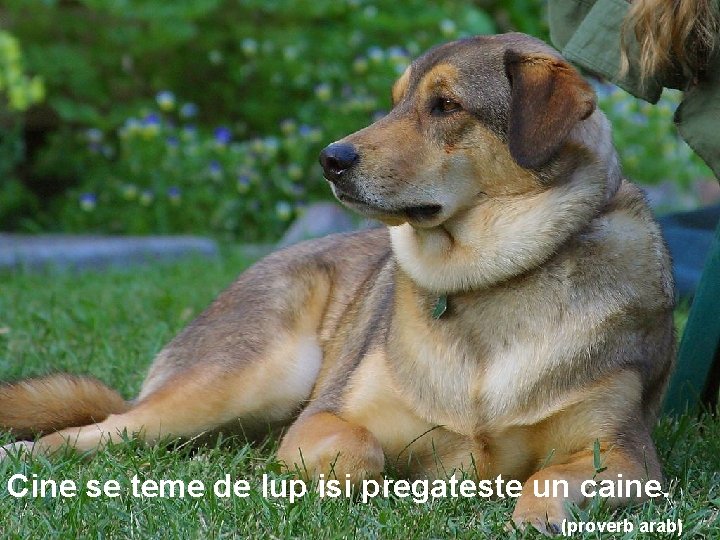 Cine se teme de lup isi pregateste un caine. (proverb arab) 