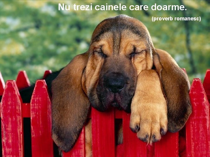 Nu trezi cainele care doarme. (proverb romanesc) 