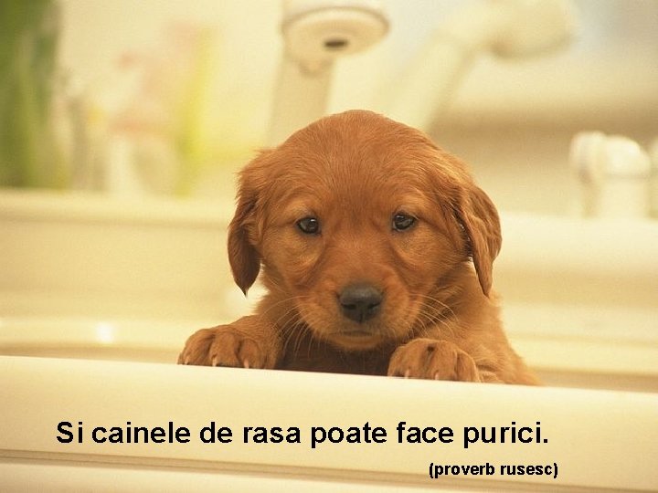 Si cainele de rasa poate face purici. (proverb rusesc) 