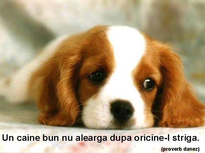 Un caine bun nu alearga dupa oricine-l striga. (proverb danez) 