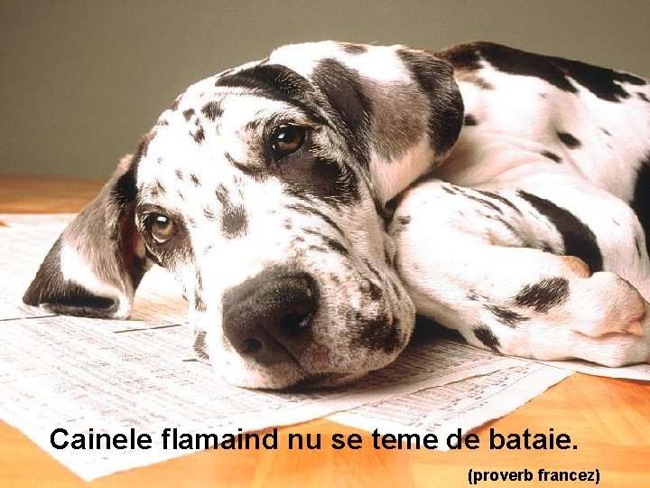 Cainele flamaind nu se teme de bataie. (proverb francez) 