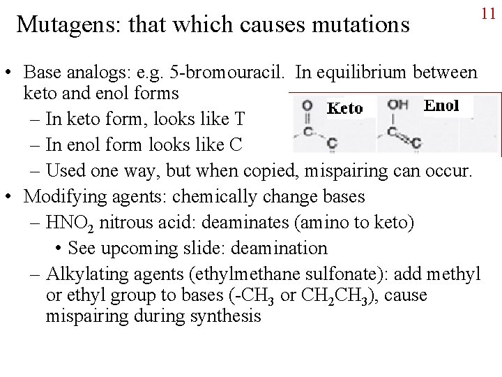 Mutagens: that which causes mutations 11 • Base analogs: e. g. 5 -bromouracil. In