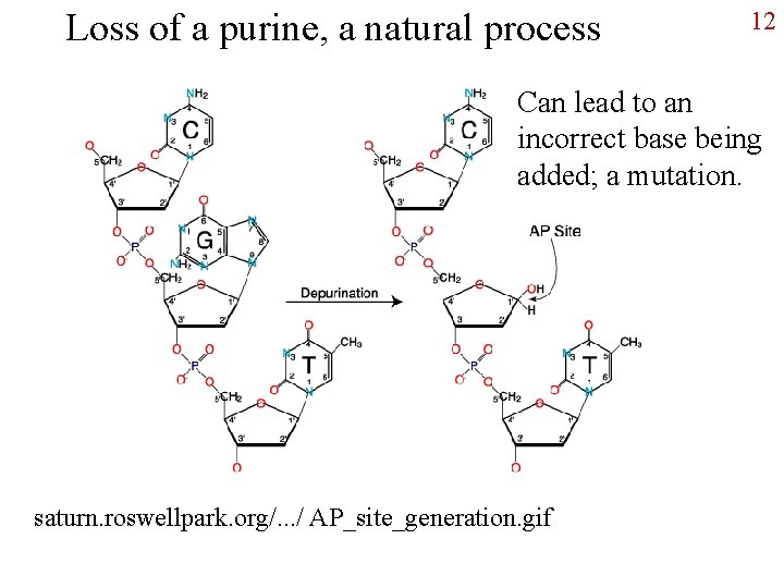 Loss of a purine, a natural process 12 Can lead to an incorrect base