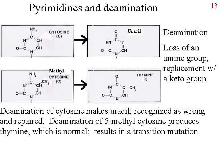 Pyrimidines and deamination 13 Deamination: Loss of an amine group, replacement w/ a keto