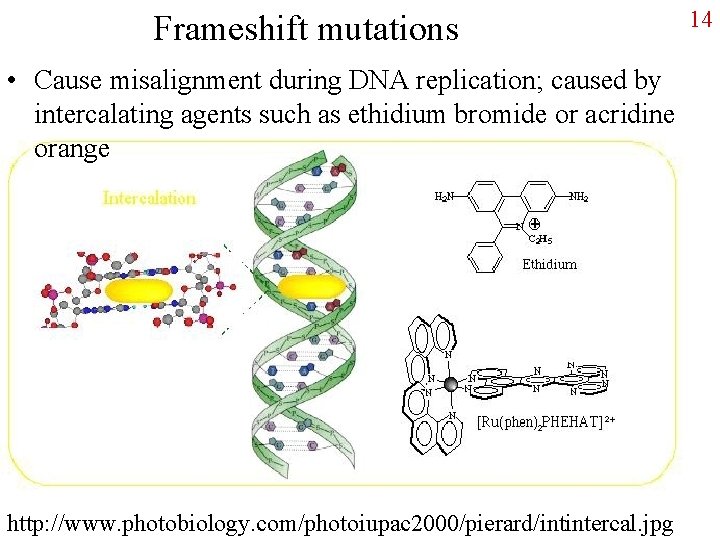 Frameshift mutations • Cause misalignment during DNA replication; caused by intercalating agents such as