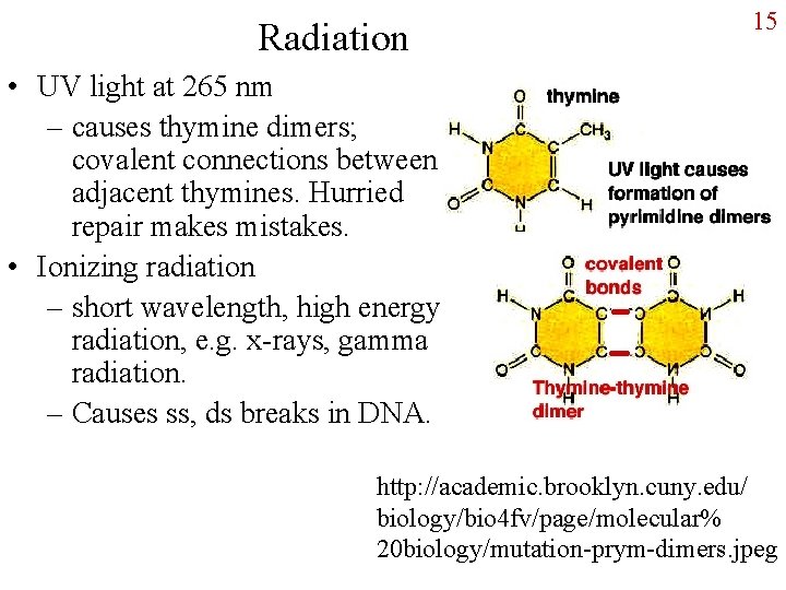 Radiation 15 • UV light at 265 nm – causes thymine dimers; covalent connections