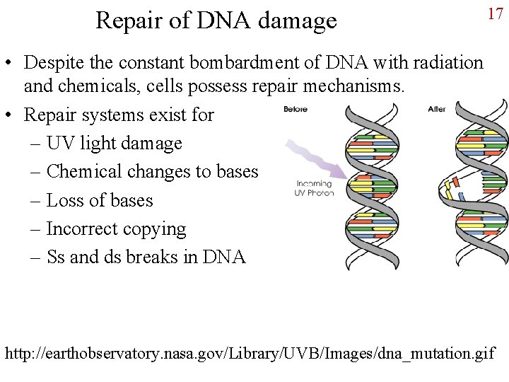 Repair of DNA damage 17 • Despite the constant bombardment of DNA with radiation
