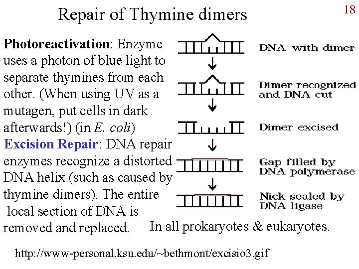 Repair of Thymine dimers Photoreactivation: Enzyme uses a photon of blue light to separate