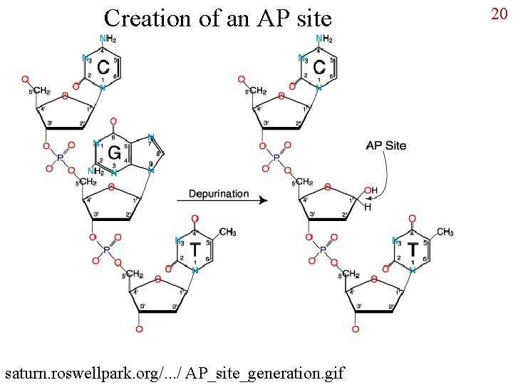 Creation of an AP site saturn. roswellpark. org/. . . / AP_site_generation. gif 20
