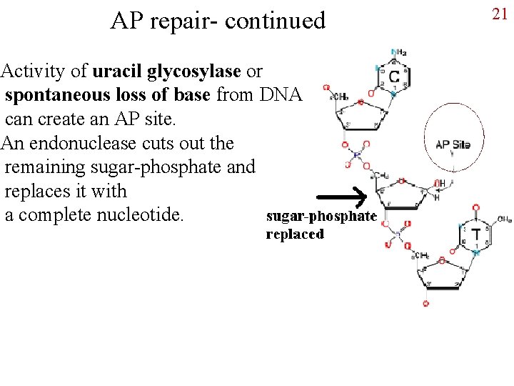 AP repair- continued Activity of uracil glycosylase or spontaneous loss of base from DNA
