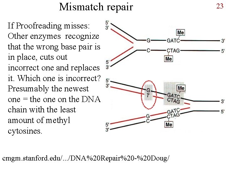 Mismatch repair If Proofreading misses: Other enzymes recognize that the wrong base pair is
