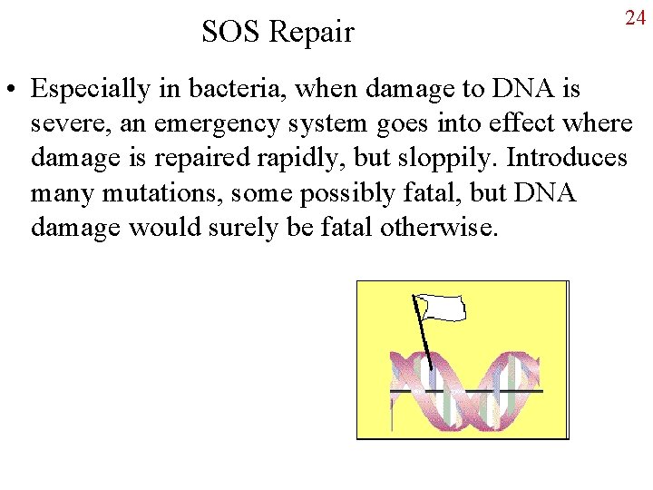 SOS Repair 24 • Especially in bacteria, when damage to DNA is severe, an
