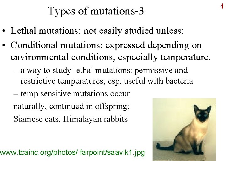 Types of mutations-3 • Lethal mutations: not easily studied unless: • Conditional mutations: expressed