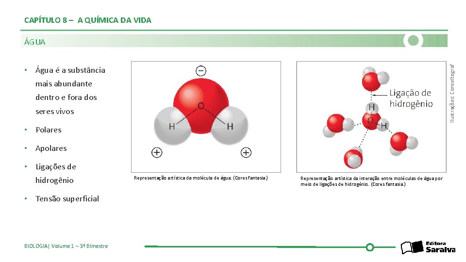CAPÍTULO 8 – A QUÍMICA DA VIDA Ilustrações: Conceitograf ÁGUA • Água é a