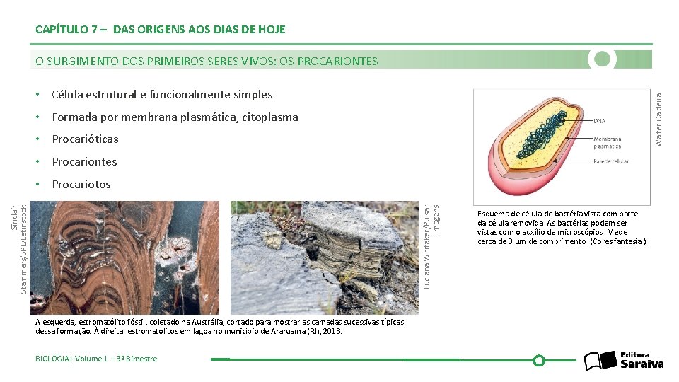 CAPÍTULO 7 – DAS ORIGENS AOS DIAS DE HOJE O SURGIMENTO DOS PRIMEIROS SERES