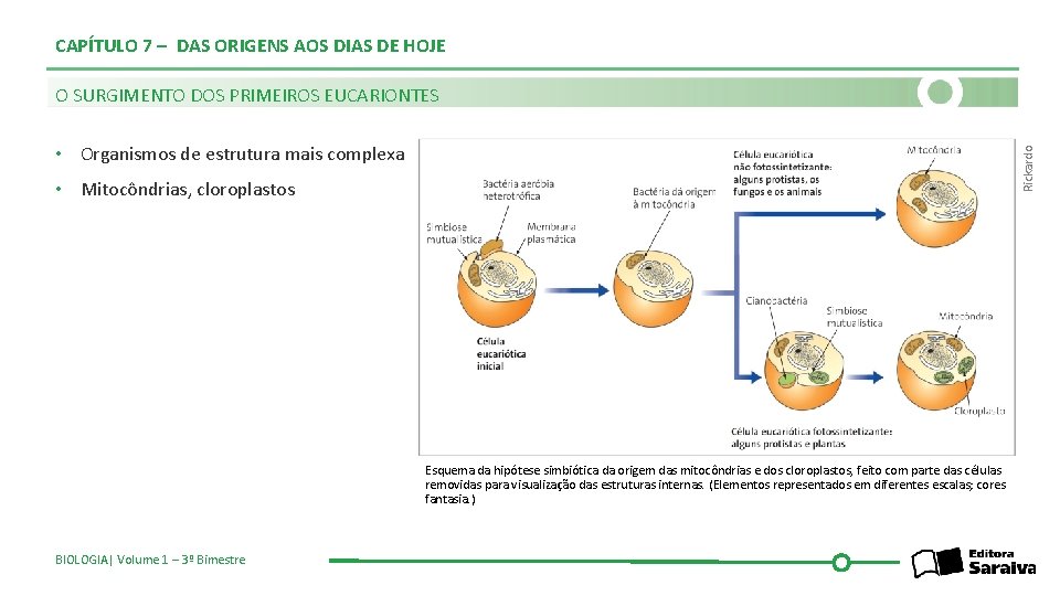 CAPÍTULO 7 – DAS ORIGENS AOS DIAS DE HOJE O SURGIMENTO DOS PRIMEIROS EUCARIONTES