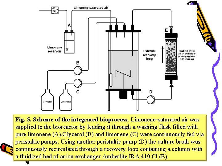 Fig. 5. Scheme of the integrated bioprocess. Limonene-saturated air was supplied to the bioreactor