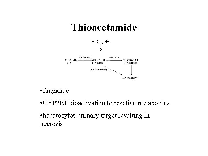 Thioacetamide • fungicide • CYP 2 E 1 bioactivation to reactive metabolites • hepatocytes