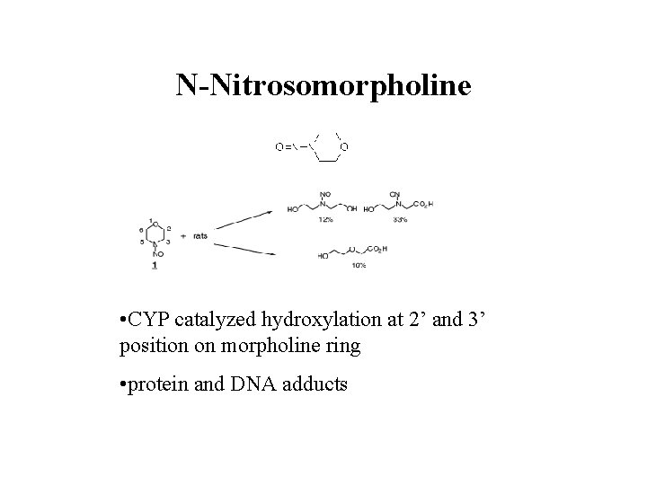 N-Nitrosomorpholine • CYP catalyzed hydroxylation at 2’ and 3’ position on morpholine ring •