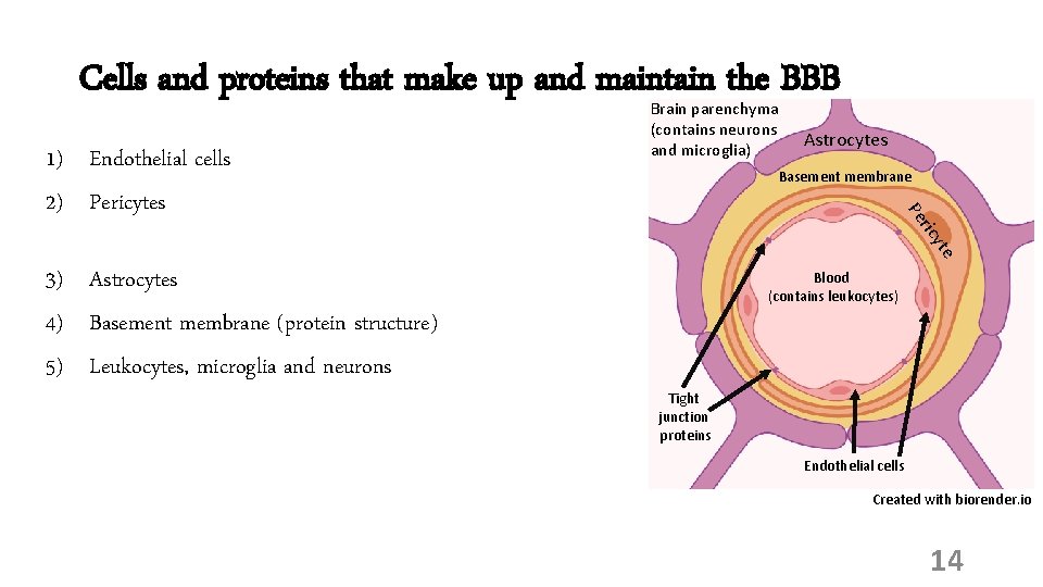 Cells and proteins that make up and maintain the BBB Astrocytes Basement membrane yte