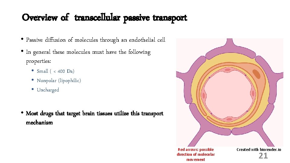 Overview of transcellular passive transport • Passive diffusion of molecules through an endothelial cell