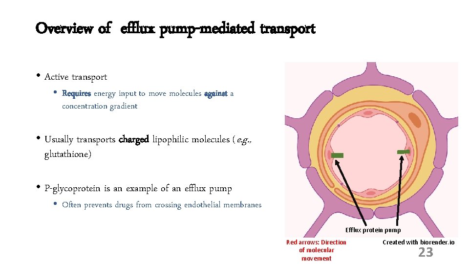 Overview of efflux pump-mediated transport • Active transport • Requires energy input to move