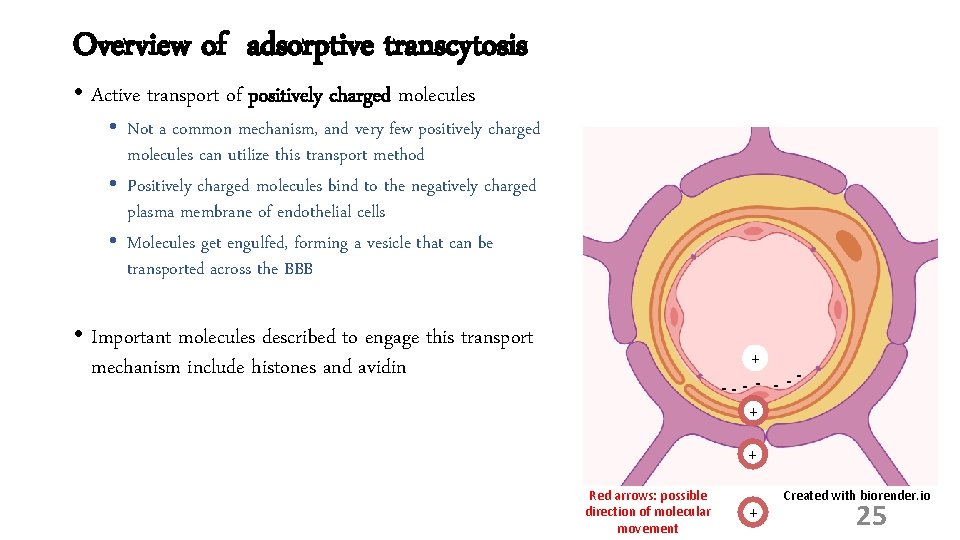 Overview of adsorptive transcytosis • Active transport of positively charged molecules • Not a
