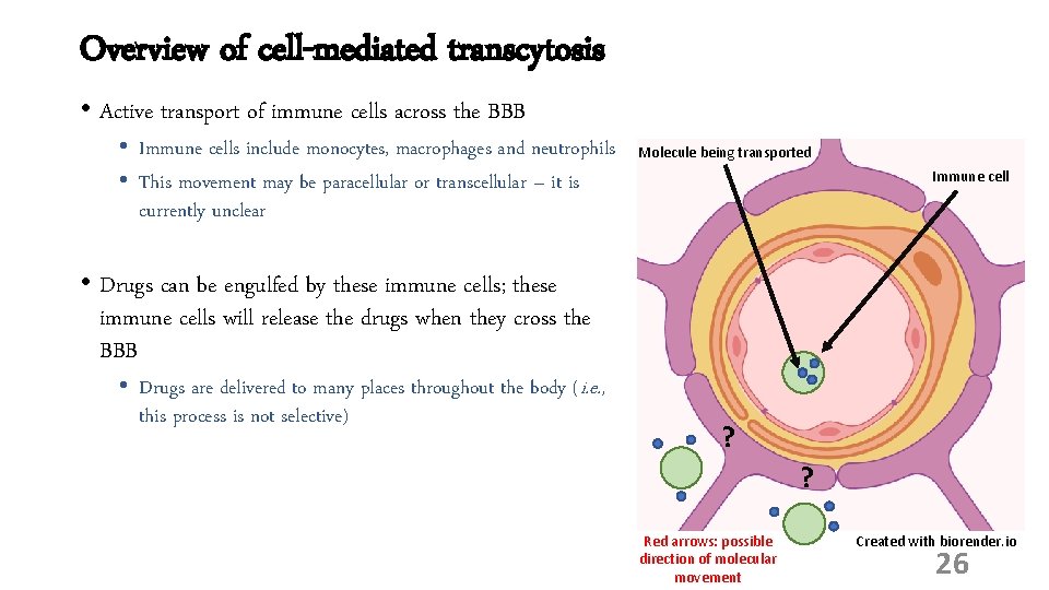 Overview of cell-mediated transcytosis • Active transport of immune cells across the BBB •