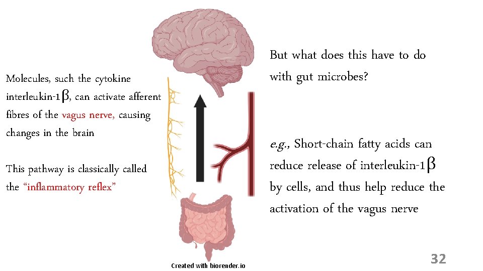 But what does this have to do with gut microbes? Molecules, such the cytokine