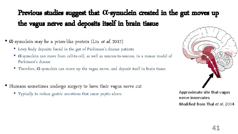 Previous studies suggest that α-synuclein created in the gut moves up the vagus nerve