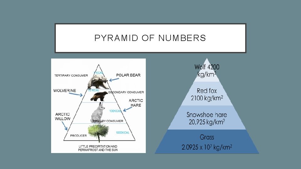 PYRAMID OF NUMBERS 