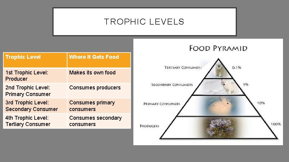 TROPHIC LEVELS Trophic Level Where It Gets Food 1 st Trophic Level: Producer Makes