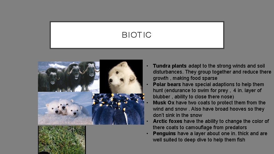BIOTIC • Tundra plants adapt to the strong winds and soil disturbances. They group