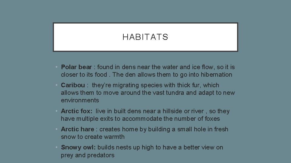 HABITATS • Polar bear : found in dens near the water and ice flow,