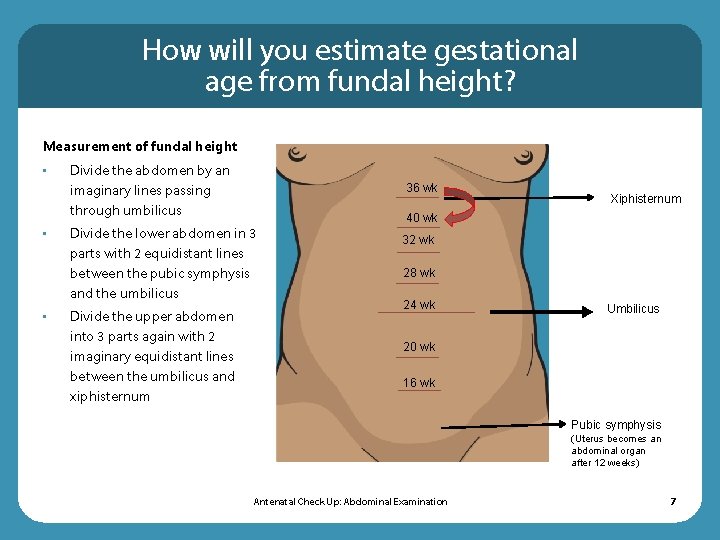 How will you estimate gestational age from fundal height? Measurement of fundal height •