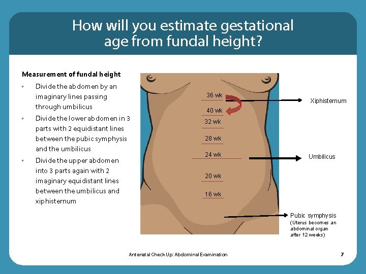 How will you estimate gestational age from fundal height? Measurement of fundal height • How will you estimate gestational age from fundal height? Measurement of fundal height •