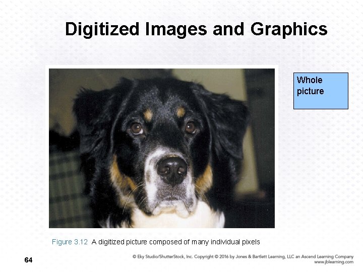 Digitized Images and Graphics Whole picture Figure 3. 12 A digitized picture composed of