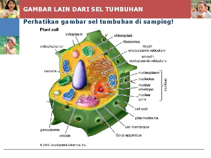 GAMBAR LAIN DARI SEL TUMBUHAN Perhatikan gambar sel tumbuhan di samping! 