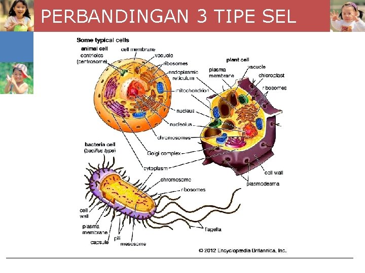 PERBANDINGAN 3 TIPE SEL 