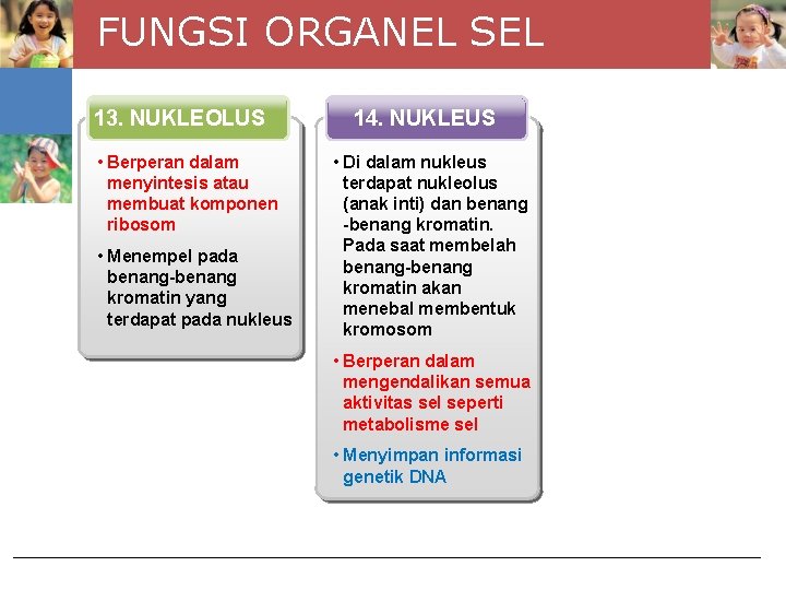 FUNGSI ORGANEL SEL 13. NUKLEOLUS • Berperan dalam menyintesis atau membuat komponen ribosom •