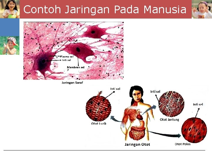 Contoh Jaringan Pada Manusia 