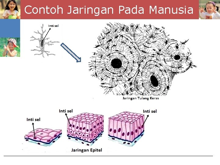 Contoh Jaringan Pada Manusia 