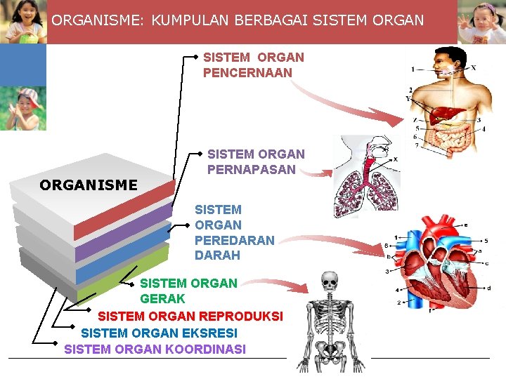 ORGANISME: KUMPULAN BERBAGAI SISTEM ORGAN PENCERNAAN ORGANISME SISTEM ORGAN PERNAPASAN SISTEM ORGAN PEREDARAN DARAH