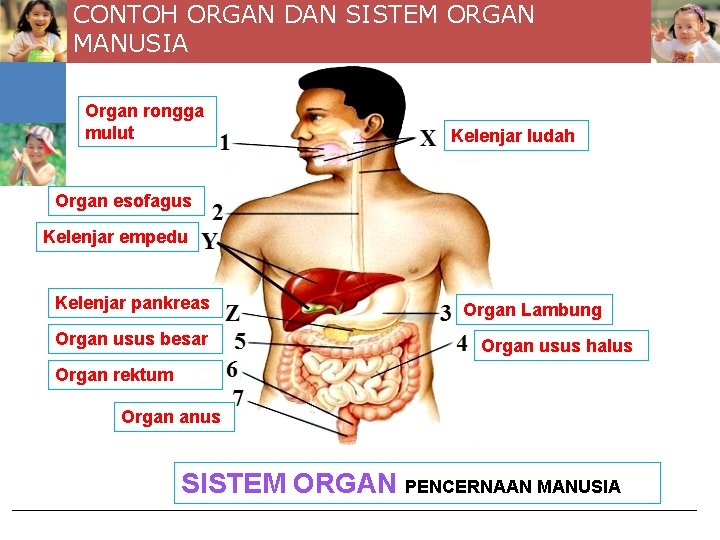 CONTOH ORGAN DAN SISTEM ORGAN MANUSIA Organ rongga mulut Kelenjar ludah Organ esofagus Kelenjar